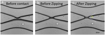 Transport Properties of Gramicidin A Ion Channel in a Free-Standing Lipid Bilayer Filled With Oil Inclusions